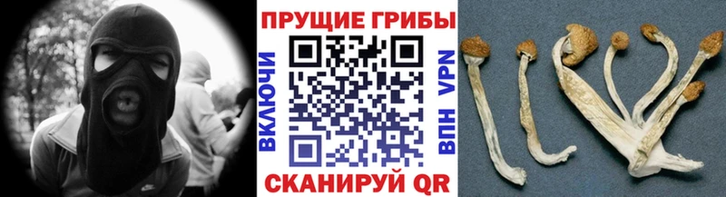 Галлюциногенные грибы Psilocybine cubensis  Шуя 