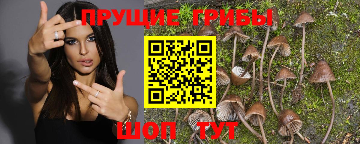 Шуя  Галлюциногенные грибы мицелий  Вход с VPN 
